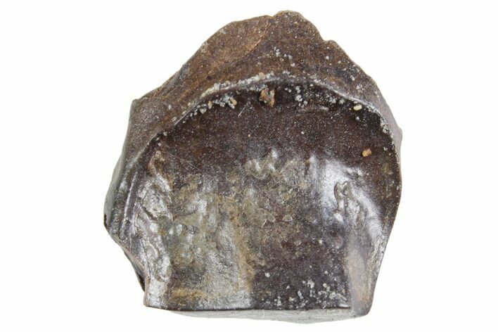 Fossil Triceratops Shed Tooth - Wyoming #358314